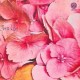 Still Life-Still Life