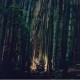 Dir En Grey - Dum Spiro Spero