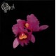 Opeth-Orchid