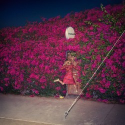 Feist-Pleasure