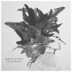 Adrian Crowley-Dark Eyed Messenger