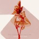 Asaf Avidan-Study On Falling