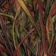 Gengahr-Where Wildness Grows