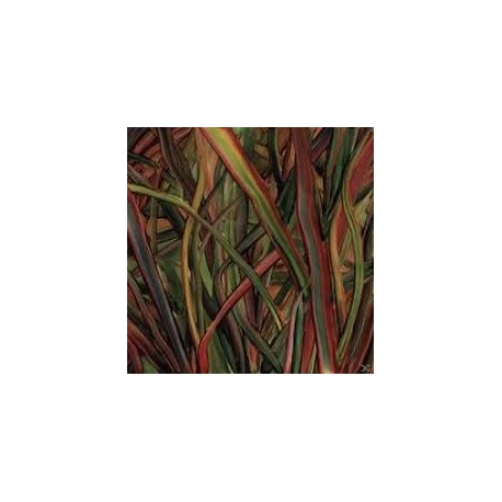 Gengahr-Where Wildness Grows