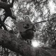 Ty Segall-Hello, Hi