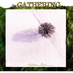 Gathering-Nighttime Birds