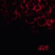 Osi-Blood