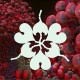Bjork-Fossora Remixes