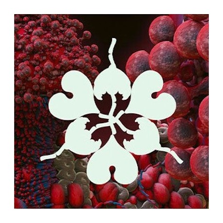 Bjork-Fossora Remixes