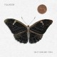 Villagers-That Golden Time