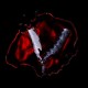 Black Veil Brides-Bleeders