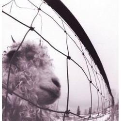 Pearl Jam-VS